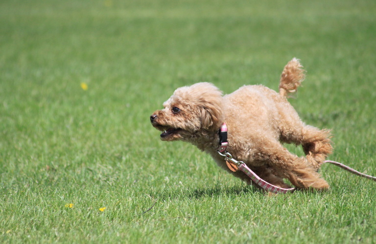 神奈川で愛犬のペット火葬をリーズナブルにされたい方はペットセレモニー湘南までご連絡をください。