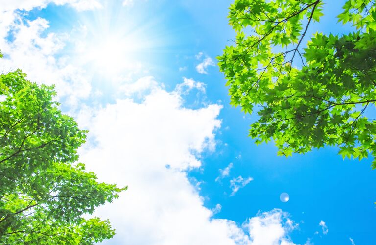 記念に頂いた大切な観葉植物や盆栽が枯れてしまったけど捨てられない。ペットセレモニー湘南でご供養できます。
